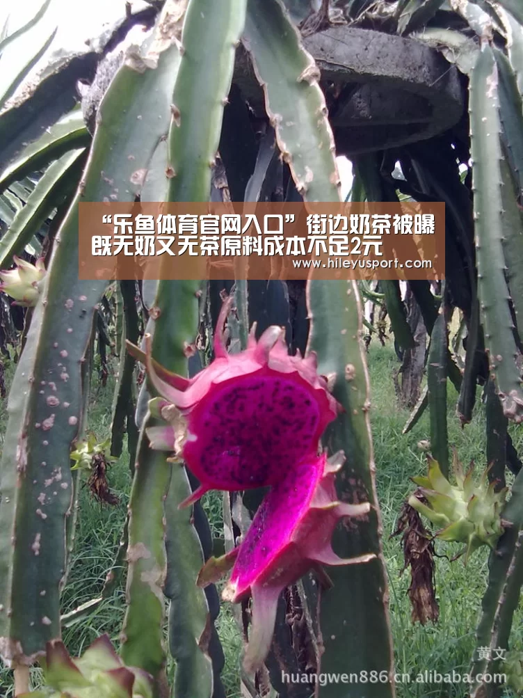“乐鱼体育官网入口”街边奶茶被曝既无奶又无茶原料成本不足2元(图2)