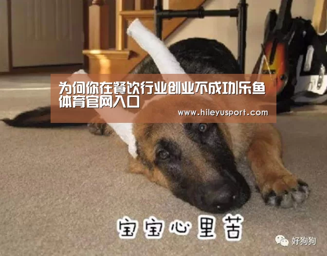为何你在餐饮行业创业不成功|乐鱼体育官网入口